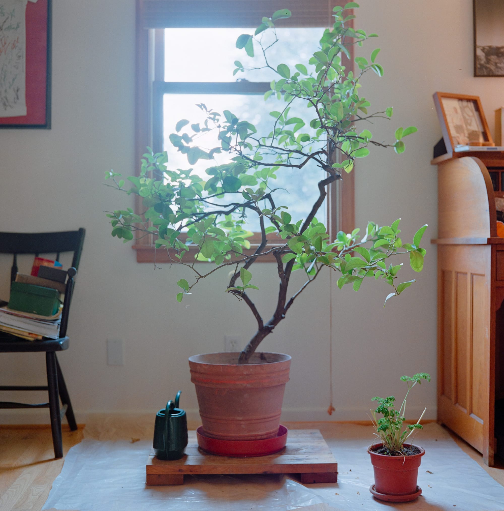 A small lemon tree is in a terracotta planter, indoors. The tree leans to the right edge of the frame, and is backlit by a window. Around it is furniture, a watering can, and an herb in a small pot.