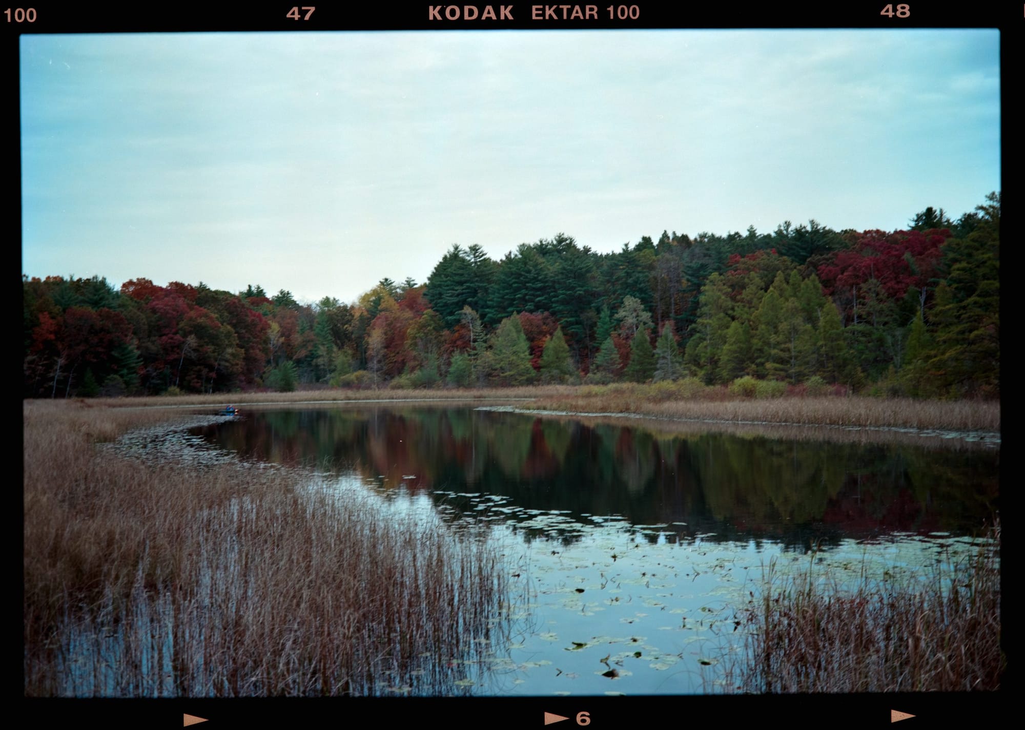 A film photo of a wetland in autumn. The colors are vivid and reddish, with the blue sky reflected in the water.