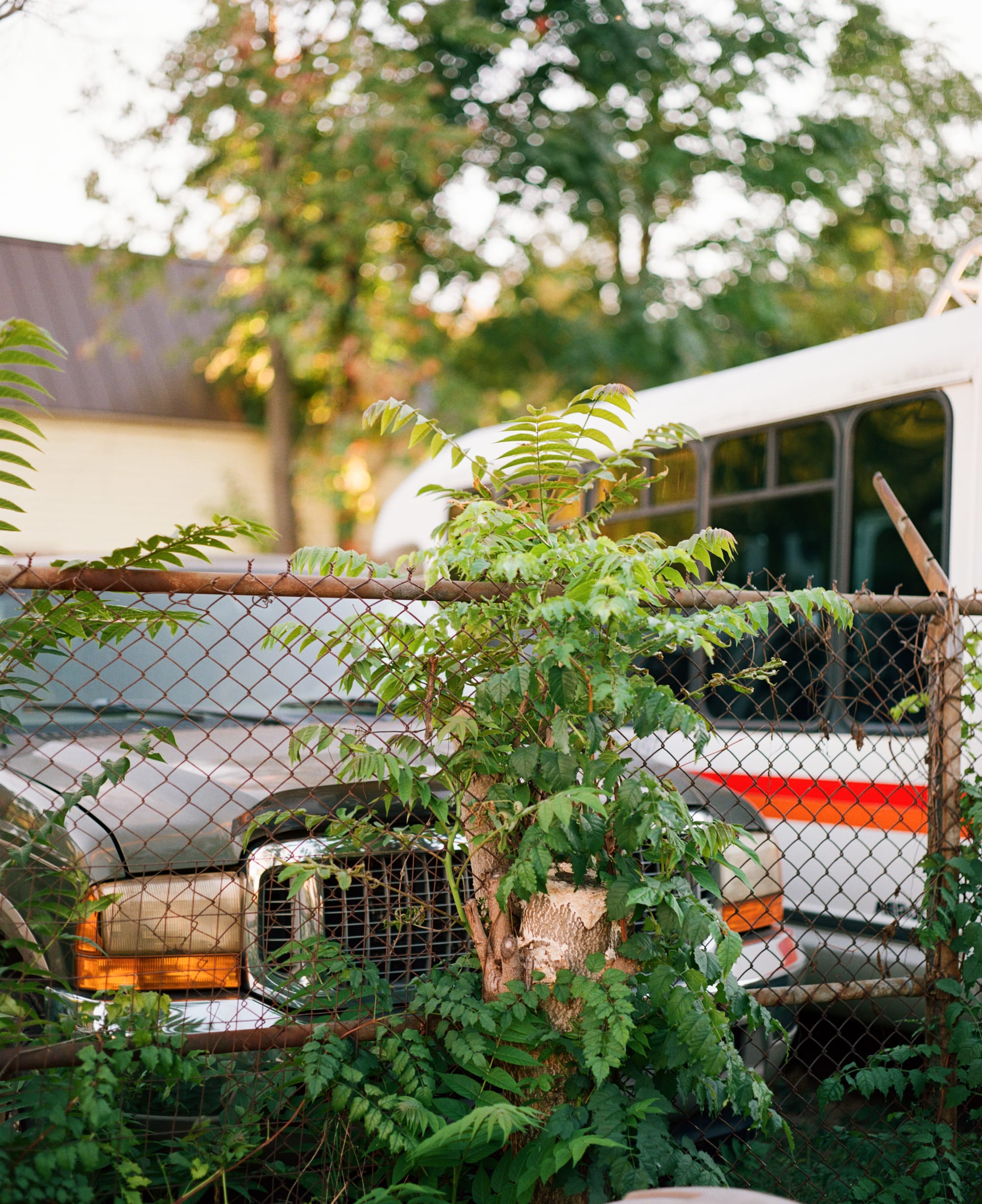 A leafy green plant grows out of a stump intertwined in a chain link fence. Behind it, a bus and a truck sit. The background is pleasantly blurred.