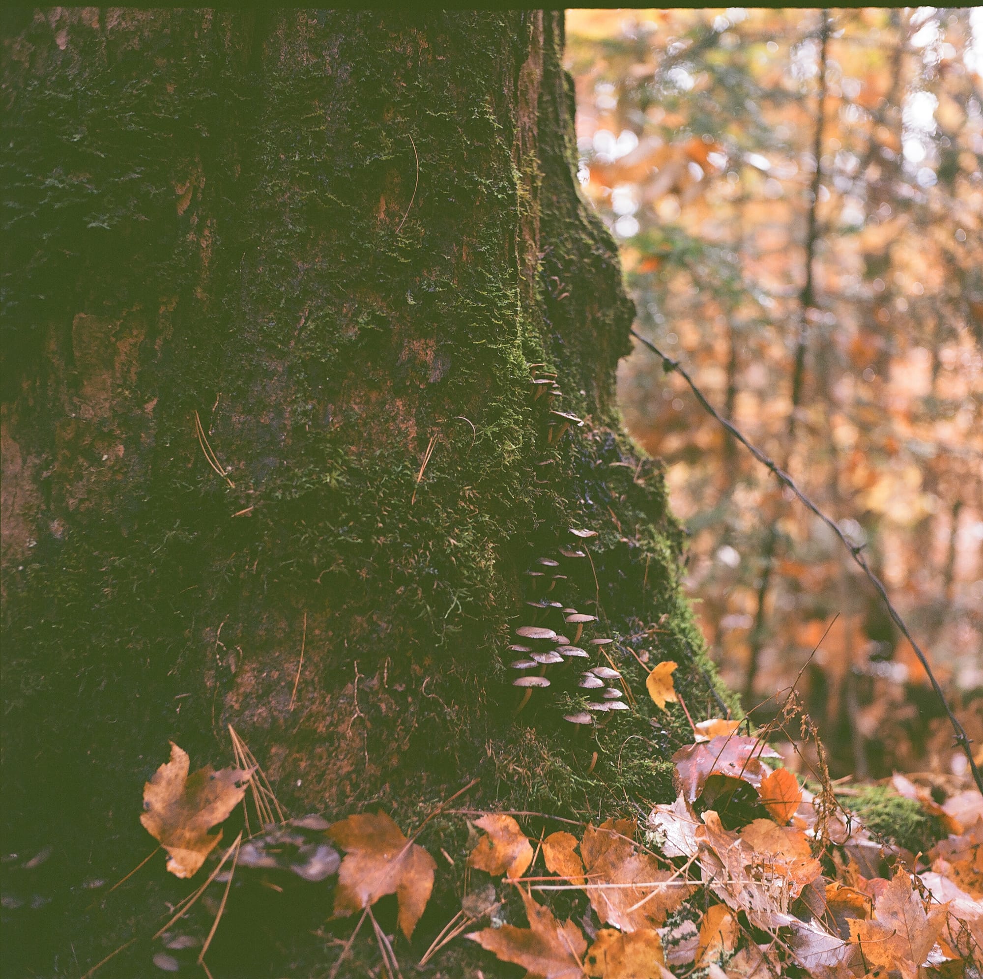 a slightly under-exposed color photo of a mossy tree trunk with some mushrooms growing out of it, in autumn